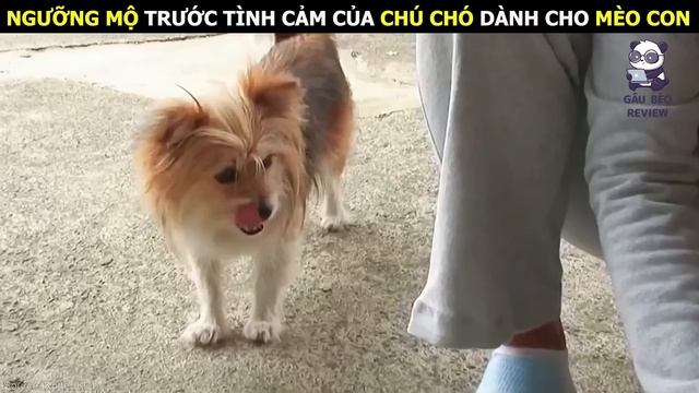 Giải Cứu 50 Chú Chó Đáng Thương Thoát Khỏi Bàn Tay Của Đồ Tể || Review Con Người Và Cuộc Sống (P20 смотреть онлайн