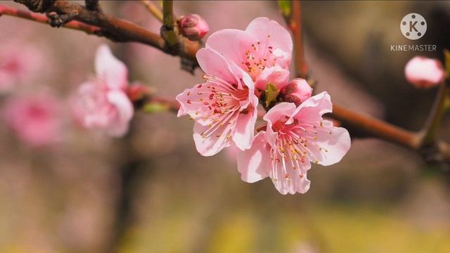 БОРИС ПАСТЕРНАК #СТИХИ ПОСЛЕ ДОЖДЯ смотреть онлайн