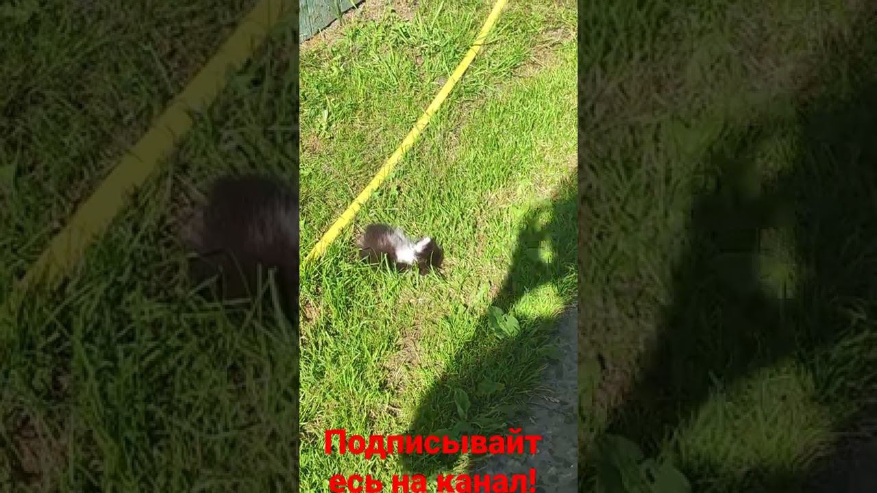 котëнок и солнышко! смотреть онлайн