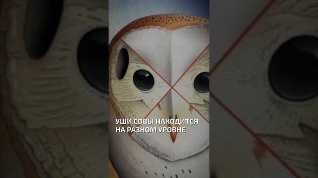 Уши совы находится не симметрично - интересные факты о птицах смотреть онлайн