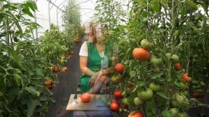 Томат Сибирские Шаньги (Народное тестирование 2019) - Обзор №5