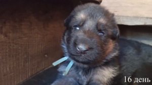 Первый шаги щенков немецкой овчарки | Щенки немецкой овчарки