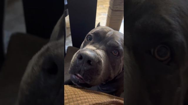 Трой❤️#tttt #cane #canecorso #канекорсо #canecorsoitaliano #канекорсоитальяно смотреть онлайн