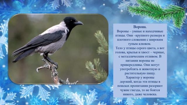 Видео-урок "Зимующие птицы" смотреть онлайн