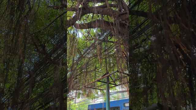 Джунгли Бангкока среди каменных джунглей небоскребов в центре города смотреть онлайн