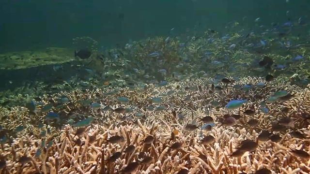 Sipadan Mabul Aug 2017. Filmed by Olympus TG 5 смотреть онлайн