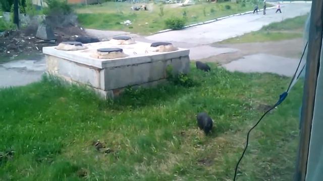 Нашествие свиней 18-05-2017 смотреть онлайн