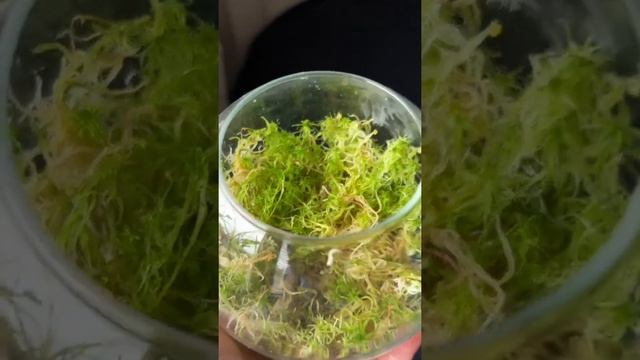 Сфагнум для флорариума и укоренения растения смотреть онлайн