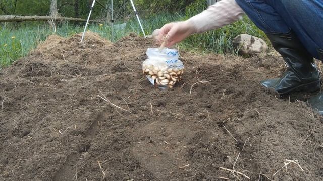 Метод посадки летнего чеснока, пророщенного смотреть онлайн