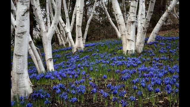 Johann Wolfgang von Goethe Gefunden #Goethe #Гёте смотреть онлайн