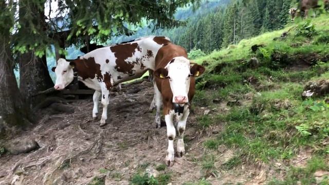 Коровы на альпийском лугу смотреть онлайн