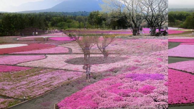 Hitachi Seaside Park Japan | Hitachi Seaside Park in Hitachinaka Ibaraki Japan смотреть онлайн