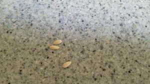 Как прорастить семена ОГУРЦОВ. Проращивание семян огурцов ЛЕГКО!!! Проверенный годами способ.