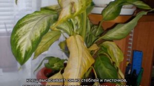 Почему желтеют листья у диффенбахии — причины