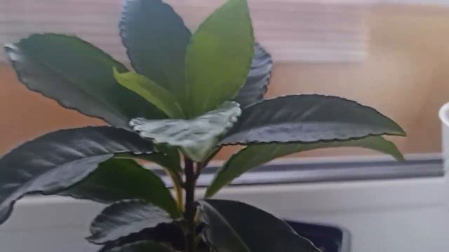 Мои домашнии цветы смотреть онлайн