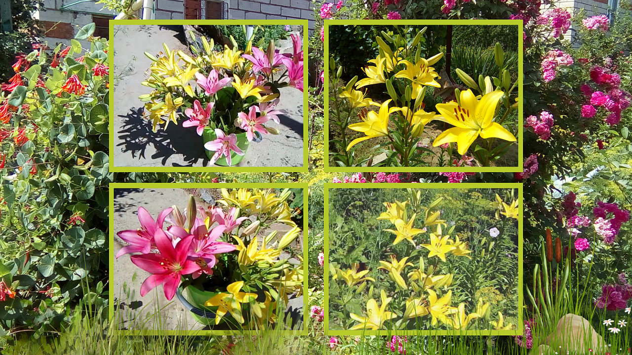 ОБЗОР ЛЕТНЕГО САДА, ЗДЕСЬ ЛИЛИИ ЦВЕТУТ 2018.mp4