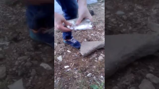 Рыбалка на фидер на р.Белая город Уфа что за Рыба??? #short #shorts смотреть онлайн