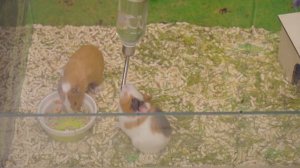 ПОКУПКИ ДЛЯ НОВОГО ПИТОМЦА | ОБУСТРАИВАЮ ДОМИК