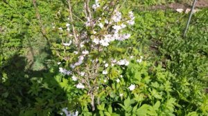 Японская сакура Ошидори ( 4К )