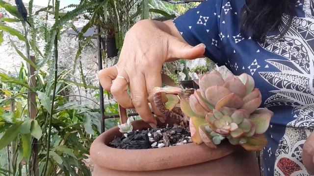 A linda suyon . смотреть онлайн