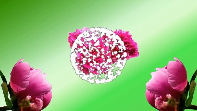 Цветы пионы. Красивые бордовые пионы. Натуральный футаж смотреть онлайн