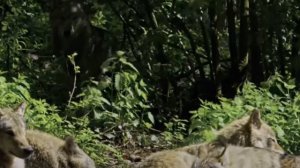 Волчья нежность. Добрые рассказы про животных.