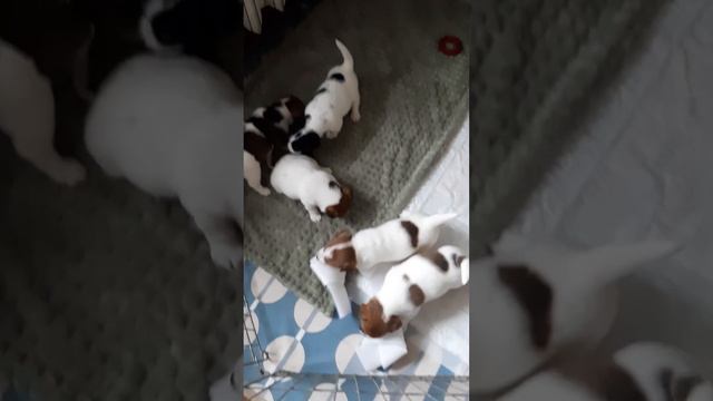 бронь на щенков Джек Рассел терьер 89051269125 смотреть онлайн