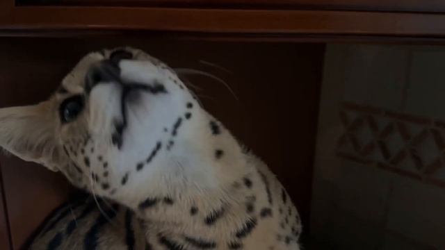 Сервал домашний рычит 🐆 serval attack serval meow смотреть онлайн