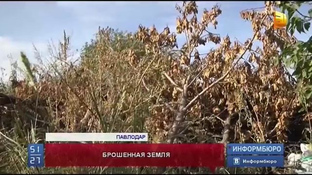 Дачные участки, заброшенные владельцами, раздадут смотреть онлайн