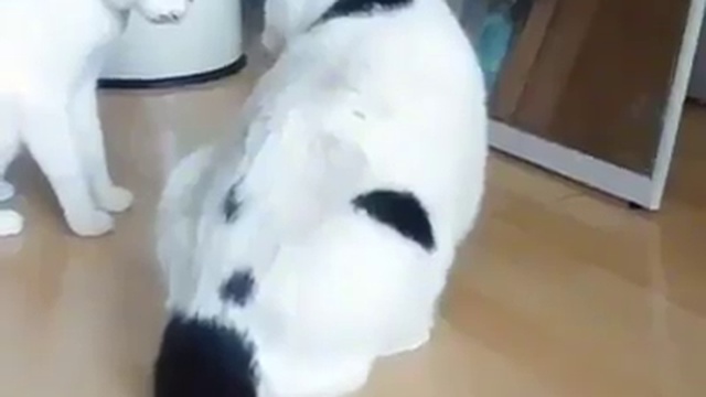 кошка-миротворец смотреть онлайн