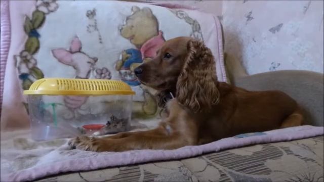 БЕШЕНСТВО У СОБАК\КАК ЛЕЧИТЬ\ЧТО ЭТО ТАКОЕ??? смотреть онлайн