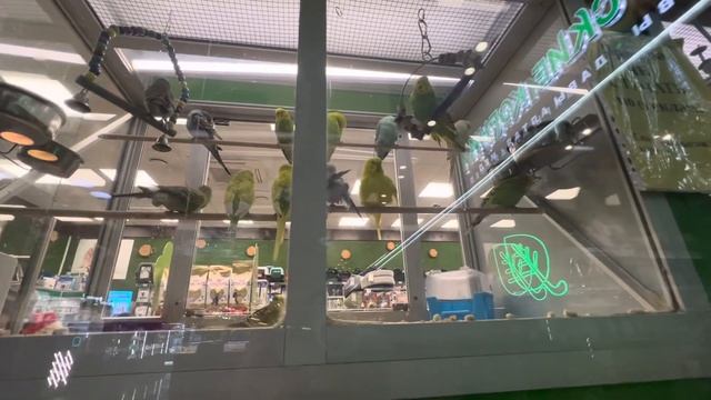 Попугайчики в зоомагазине Тц Измайловский Москва смотреть онлайн