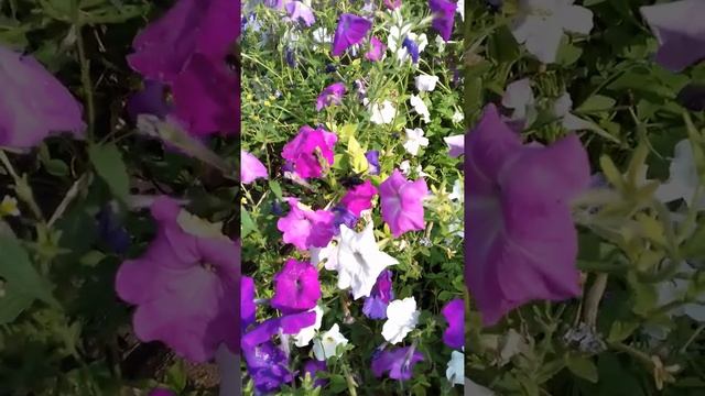 Огромный ЧЁРНЫЙ шмель 1 смотреть онлайн