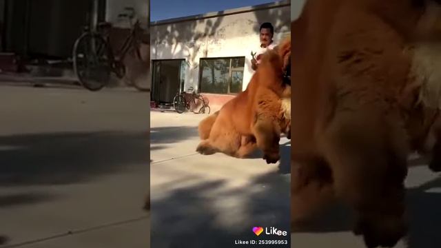 Саг дар Украина хастай ягон саги чанги смотреть онлайн