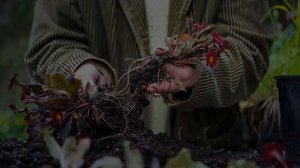 Когда пересаживать примулу — весной, летом или осенью