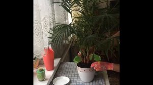 АРЕКА ХРИЗАЛИДОКАРПУС. УХОД И ПЕРЕСАДКА