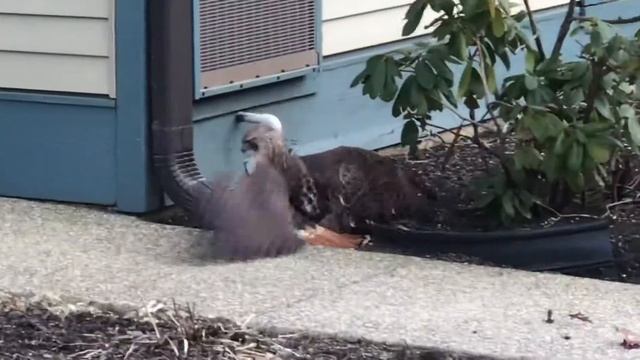 Hawk vs Squirrel... survival of the fittest ! смотреть онлайн