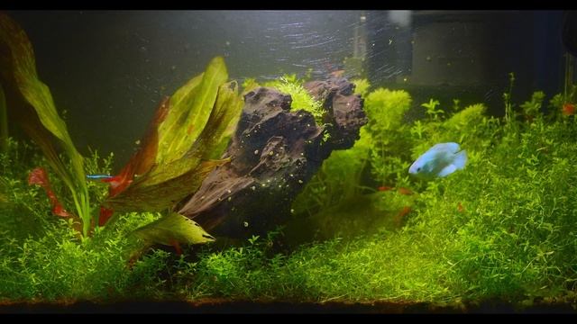 Aquarium Sleep Music 3 Hours Of Relaxing Fish Tank Videos With Tranquil Music