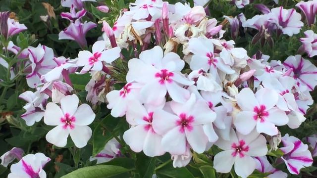 Phlox Paniculata, Purple Flame & White Eye Flame - In Bloom Late July