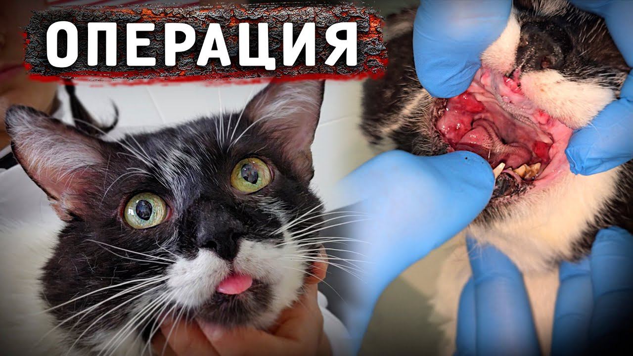 У Томаса наконец-то операция. Обработка раны шеи Беляша. Кокосик у Грумера. Мая. Новый подопечный. смотреть онлайн