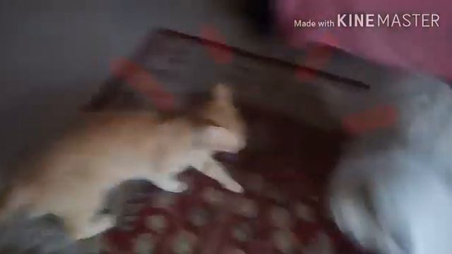 Il CANE Loder vuole giocare, ma il GATTO Norvy non è così d'accordo! Grazie a "Horo The Wise" смотреть онлайн