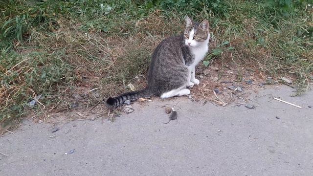 Кошка играет мышкой смотреть онлайн