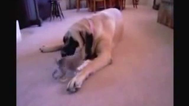 Собака сьела щенка смотреть онлайн