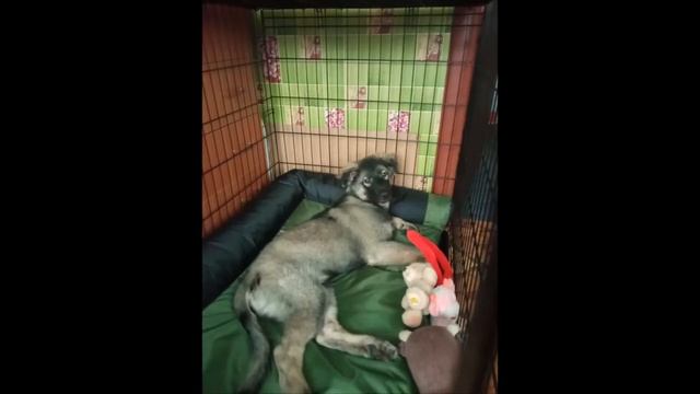 Дворняга в квартире. Щенок Лео с 2 до 6 месяцев смотреть онлайн