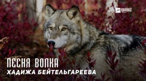 Хадижа Бейтельгареева - Песня волка | KAVKAZ MUSIC CHECHNYA