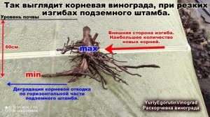 ?  Почему там так много корней? Выкорчевка винограда.Что влияет на образование корней?