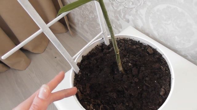 Лимон Пандероза (Киевский крупноплодный) в домашних условиях. Часть2 смотреть онлайн