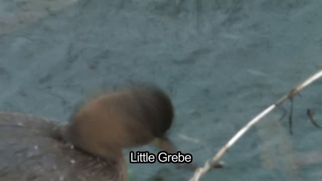 BTO Bird ID - Winter Grebes смотреть онлайн