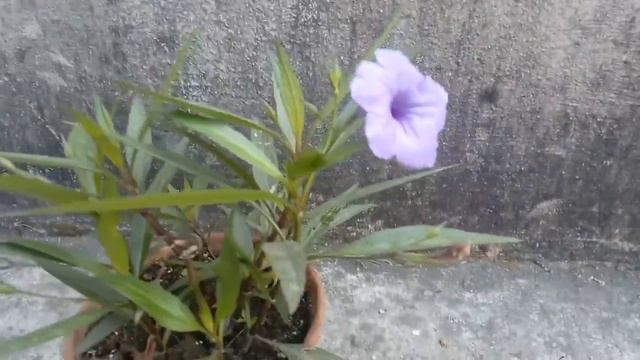 MEXICAN PETUNIA NEW CUTTING смотреть онлайн