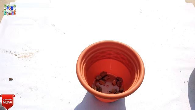 How to repot a winter flowers plant||At home easy way||wow gardening. смотреть онлайн